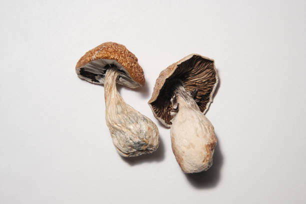 Magic Mushrooms 🍄